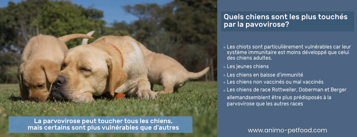 chiens-les-plus-touches-par-la-pavovirose